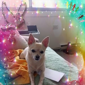 Meet your Posher, Donna